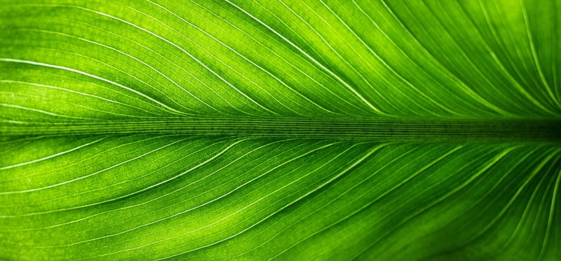 Botanical Patterns