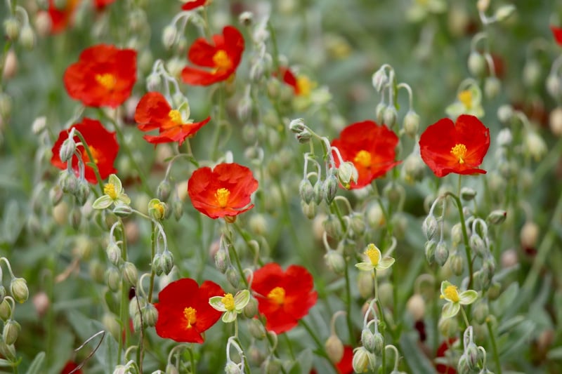 Plant-inspired Themes