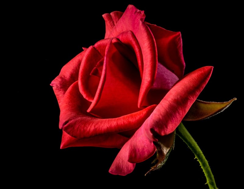 Floral Gift