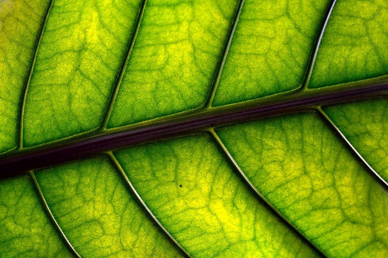Botanical Art Prints